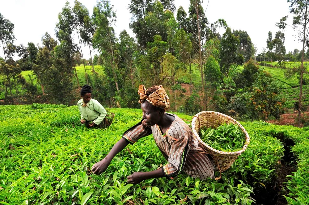 Agricultural workers harvesting tea