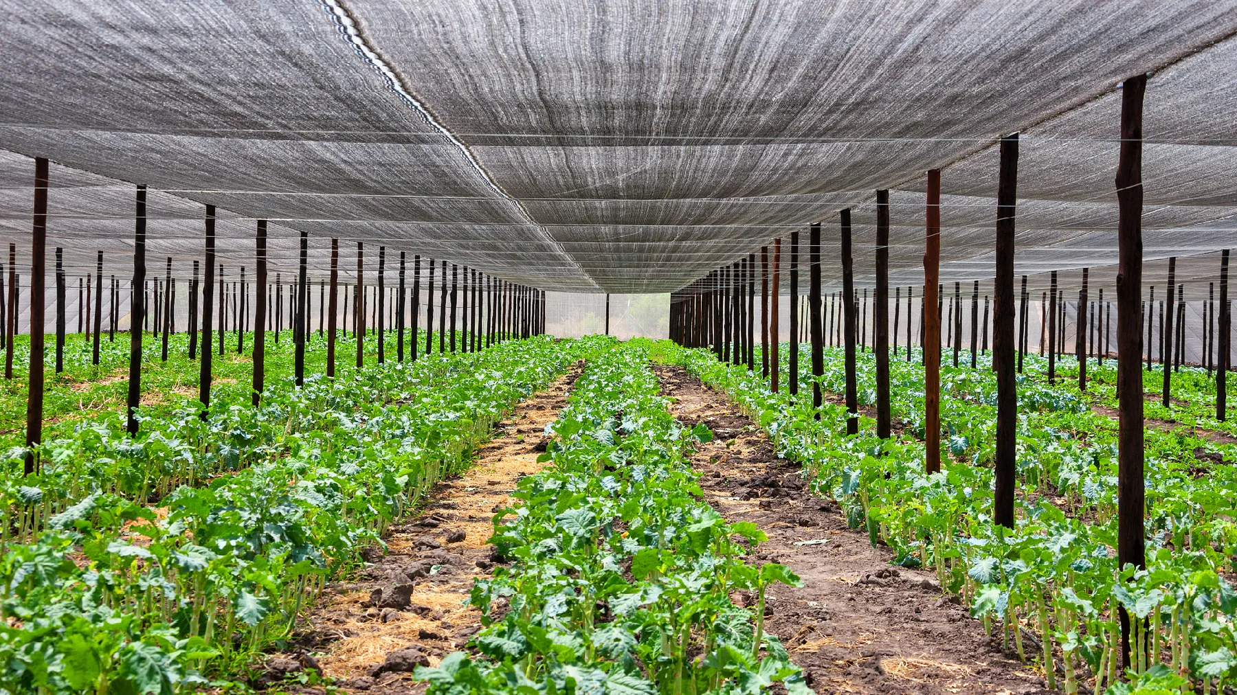 Agricultural workforce
