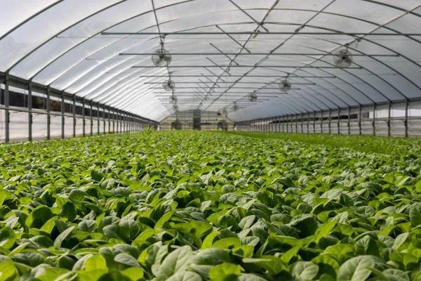 Protected greenhouse agriculture